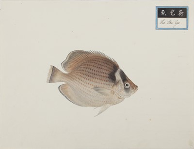 Lot 220 - A rare Chinese album containing fifty watercolour paintings, Qing dynasty, early 19th century
