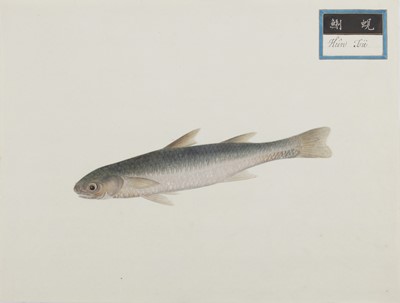 Lot 220 - A rare Chinese album containing fifty watercolour paintings, Qing dynasty, early 19th century