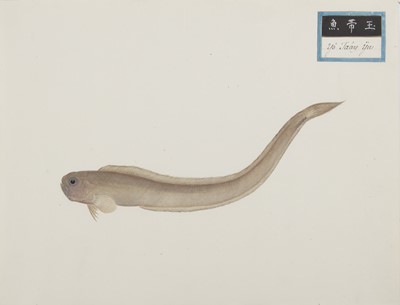 Lot 220 - A rare Chinese album containing fifty watercolour paintings, Qing dynasty, early 19th century