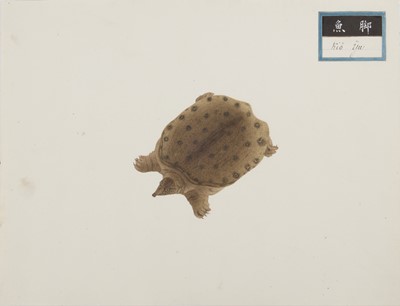 Lot 220 - A rare Chinese album containing fifty watercolour paintings, Qing dynasty, early 19th century