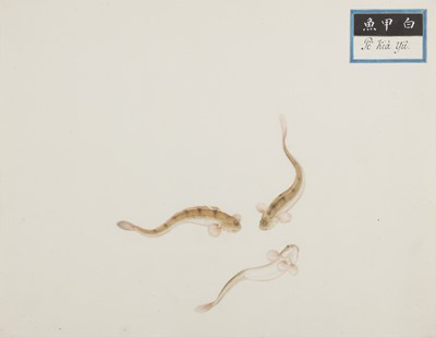 Lot 220 - A rare Chinese album containing fifty watercolour paintings, Qing dynasty, early 19th century