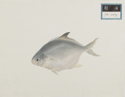 Lot 220 - A rare Chinese album containing fifty watercolour paintings, Qing dynasty, early 19th century