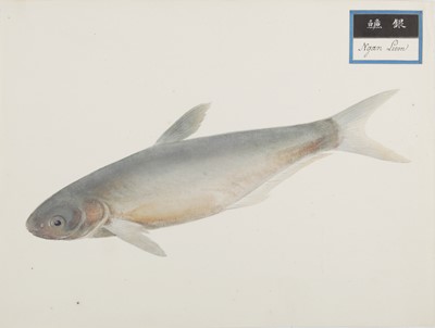 Lot 220 - A rare Chinese album containing fifty watercolour paintings, Qing dynasty, early 19th century