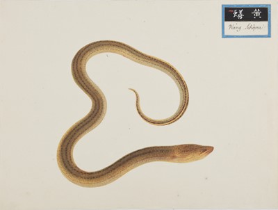 Lot 220 - A rare Chinese album containing fifty watercolour paintings, Qing dynasty, early 19th century