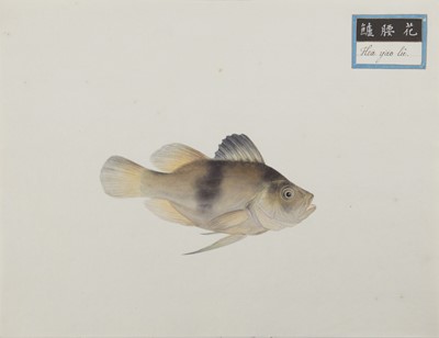 Lot 220 - A rare Chinese album containing fifty watercolour paintings, Qing dynasty, early 19th century