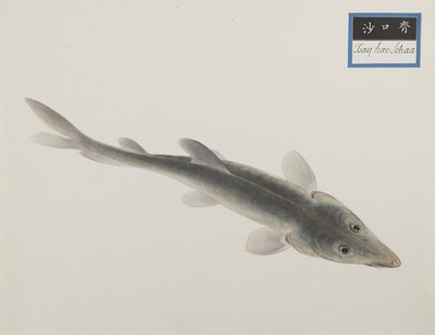 Lot 220 - A rare Chinese album containing fifty watercolour paintings, Qing dynasty, early 19th century