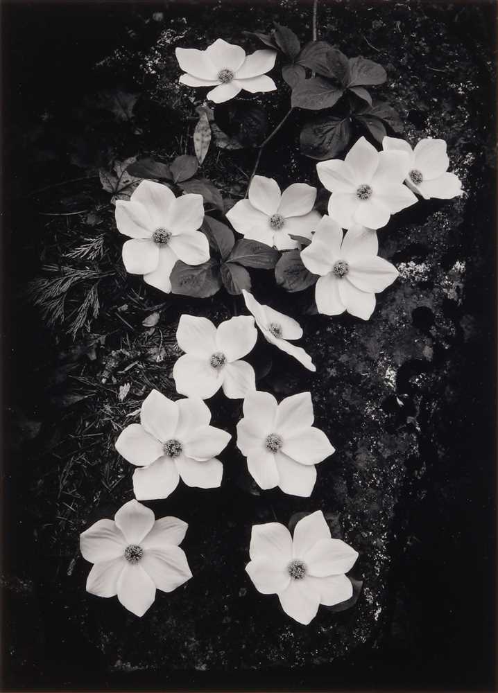 Lot 113 - Ansel Adams (1902-1984)