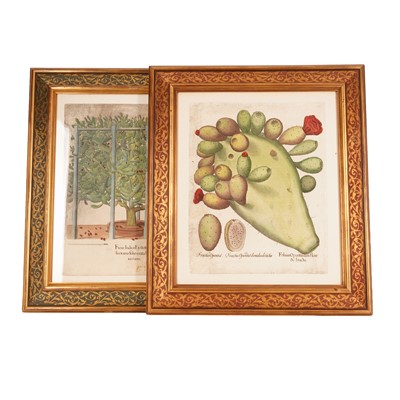Lot 152 - A pair of Basil Besler (1561 - 1629) hand coloured botanical engravings from 1613