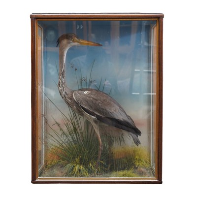 Lot 188 - A Victorian taxidermy Grey Heron (Ardea cinerea)