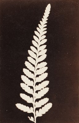Lot 113 - Unknown Photographer (XX cent.)
