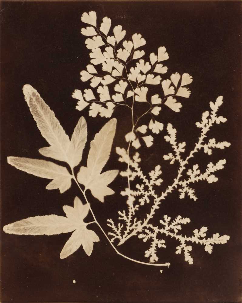 Lot 85 - Unknown Photographer (XIX cent.)