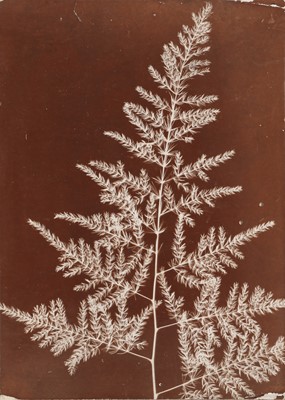 Lot 85 - Unknown Photographer (XIX cent.)