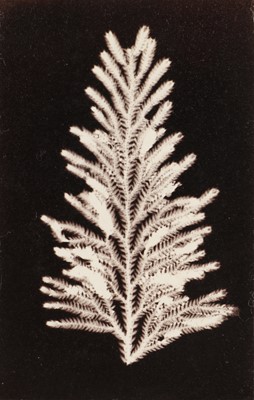 Lot 107 - Unknown Photographer (XX cent.)