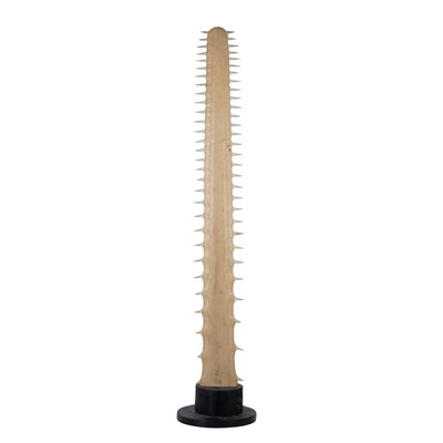 Lot 360 - A sawfish (Pristis sp.) rostrum