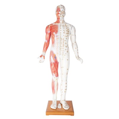 Lot 363 - A painted anatomical acupuncture teaching model
