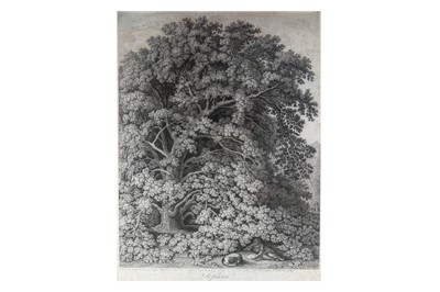 Lot 461 - Hackert (Jacob Philipp) Sophora Japonica au...