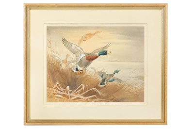 Lot 14 - Harrison (J. C.) Mallards Taking Off, original...