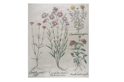 Lot 591 - Besler (Basilius) Three plates from the Hortus...