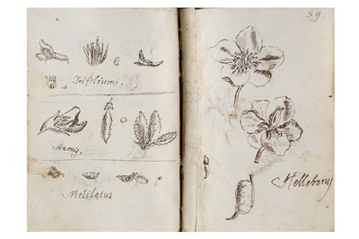 Lot 370 - Herbarium.- Botanical Manuscript, in Latin,...
